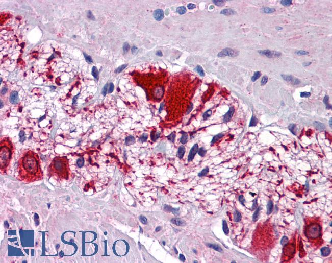 Anti-SSBP2 antibody IHC of human colon, myenteric plexus. Immunohistochemistry of formalin-fixed, paraffin-embedded tissue after heat-induced antigen retrieval. Antibody LS-B5585 concentration 5 ug/ml.