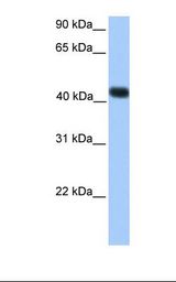 Transfected 293T cell lysate. Antibody concentration: 1.0 ug/ml. Gel concentration: 12%.