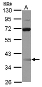 Sample (30 ug of whole cell lysate) A: Raji 10% SDS PAGE SSBP3 antibody diluted at 1:1000