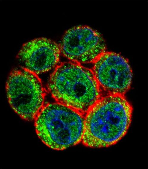 Confocal immunofluorescent of SSH3 Antibody with HeLa cell followed by Alexa Fluor 488-conjugated goat anti-rabbit lgG (green). Actin filaments have been labeled with Alexa Fluor555 phalloidin (red). DAPI was used to stain the cell nuclear (blue).