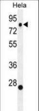 SSH3 Antibody western blot of HeLa cell line lysates (35 ug/lane). The SSH3 antibody detected the SSH3 protein (arrow).