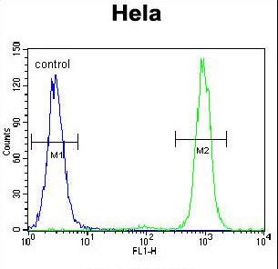 SSH3 Antibody flow cytometry of HeLa cells (right histogram) compared to a negative control cell (left histogram). FITC-conjugated goat-anti-rabbit secondary antibodies were used for the analysis.