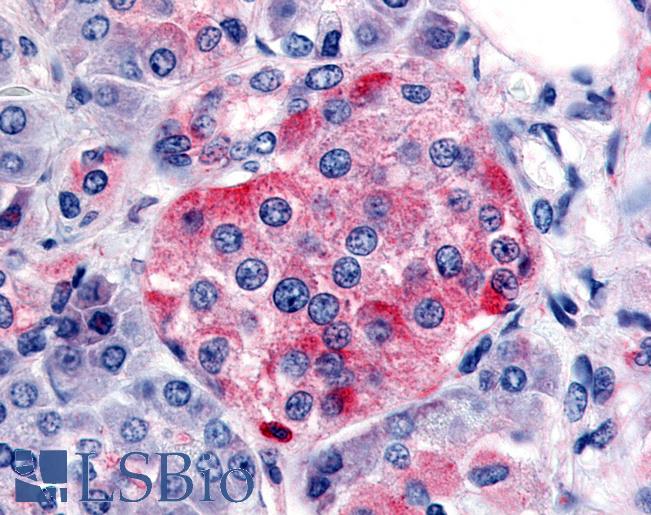 Anti-SSTR1 antibody LS-A2618 IHC of human pancreas, islet. Immunohistochemistry of formalin-fixed, paraffin-embedded tissue after heat-induced antigen retrieval.