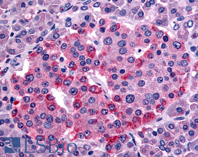 Anti-SSTR1 antibody LS-A997 IHC of human pancreas, islet. Immunohistochemistry of formalin-fixed, paraffin-embedded tissue after heat-induced antigen retrieval.