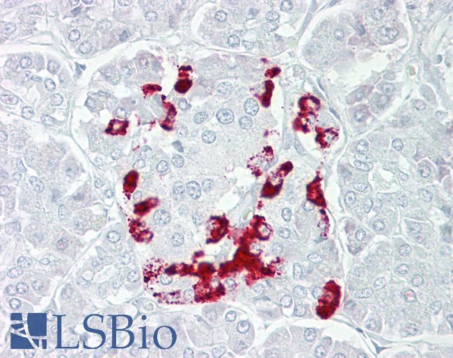 Anti-SSTR1 antibody IHC of human pancreas. Immunohistochemistry of formalin-fixed, paraffin-embedded tissue after heat-induced antigen retrieval. Antibody LS-B6954 concentration 5 ug/ml.