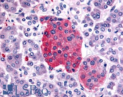 Anti-SSTR2 antibody LS-A1001 IHC of human pancreas, islet of Langerhans. Immunohistochemistry of formalin-fixed, paraffin-embedded tissue after heat-induced antigen retrieval.