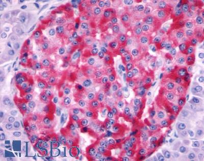 Anti-SSTR2 antibody LS-A998 IHC of human pancreas, islet of Langerhans. Immunohistochemistry of formalin-fixed, paraffin-embedded tissue after heat-induced antigen retrieval.