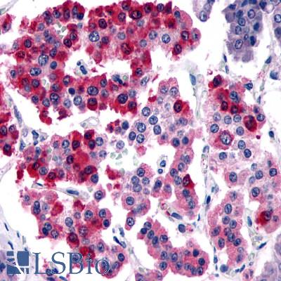 Anti-SSTR4 antibody LS-A4148 IHC of human pancreas, islet of Langerhans. Immunohistochemistry of formalin-fixed, paraffin-embedded tissue after heat-induced antigen retrieval.