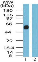 Western blot ofSSTR5 in human pancreas cell lysate in the 1) absence and 2) presence of immunizing peptide using antibody at 0.25 ug/ml.