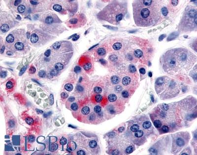 Anti-SSTR5 antibody LS-A4419 IHC of human pancreas. Immunohistochemistry of formalin-fixed, paraffin-embedded tissue after heat-induced antigen retrieval.