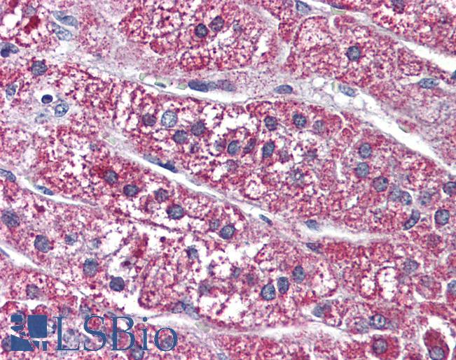 Anti-SSTR5 antibody LS-A2637 IHC of human adrenal. Immunohistochemistry of formalin-fixed, paraffin-embedded tissue after heat-induced antigen retrieval.
