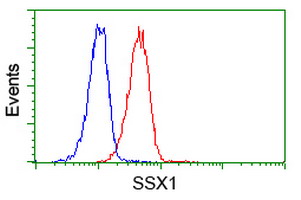 Flow cytometry of Jurkat cells, using anti-SSX1 antibody (Red), compared to a nonspecific negative control antibody (Blue).