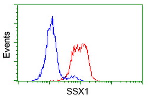 Flow cytometry of HeLa cells, using anti-SSX1 antibody (Red), compared to a nonspecific negative control antibody (Blue).