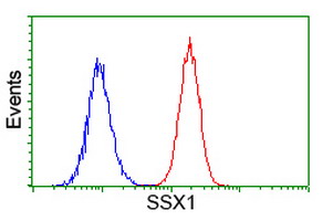 Flow cytometry of HeLa cells, using anti-SSX1 antibody (Red), compared to a nonspecific negative control antibody (Blue).
