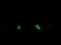 Anti-SSX1 mouse monoclonal antibody immunofluorescent staining of COS7 cells transiently transfected by pCMV6-ENTRY SSX1.