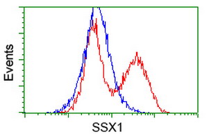 HEK293T cells transfected with either overexpress plasmid (Red) or empty vector control plasmid (Blue) were immunostained by anti-SSX1 antibody, and then analyzed by flow cytometry.