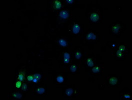 Anti-SSX1 mouse monoclonal antibody immunofluorescent staining of COS7 cells transiently transfected by pCMV6-ENTRY SSX1.