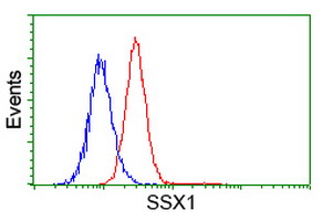 Flow cytometry of HeLa cells, using anti-SSX1 antibody (Red), compared to a nonspecific negative control antibody (Blue).