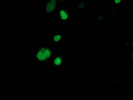 Anti-SSX1 mouse monoclonal antibody immunofluorescent staining of COS7 cells transiently transfected by pCMV6-ENTRY SSX1.