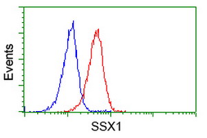 Flow cytometry of Jurkat cells, using anti-SSX1 antibody (Red), compared to a nonspecific negative control antibody (Blue).