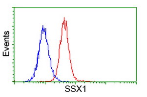 Flow cytometry of HeLa cells, using anti-SSX1 antibody (Red), compared to a nonspecific negative control antibody (Blue).