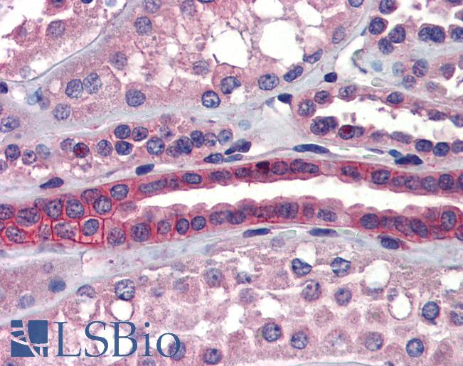 Anti-SSX2IP antibody IHC of human kidney. Immunohistochemistry of formalin-fixed, paraffin-embedded tissue after heat-induced antigen retrieval. Antibody LS-B3569 concentration 5 ug/ml.