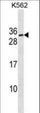 SSX3 Antibody western blot of K562 cell line lysates (35 ug/lane). The SSX3 Antibody detected the SSX3 protein (arrow).