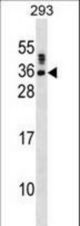SSX5 Antibody western blot of 293 cell line lysates (35 ug/lane). The SSX5 antibody detected the SSX5 protein (arrow).