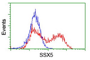 HEK293T cells transfected with either overexpress plasmid (Red) or empty vector control plasmid (Blue) were immunostained by anti-SSX5 antibody, and then analyzed by flow cytometry.