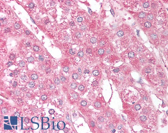 Anti-ST13 / HIP antibody IHC of human adrenal. Immunohistochemistry of formalin-fixed, paraffin-embedded tissue after heat-induced antigen retrieval. Antibody LS-B903 concentration 10 ug/ml.