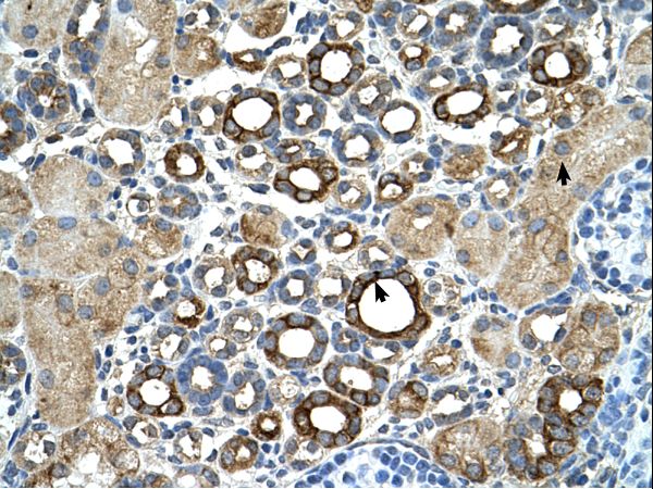 ST14 / Matriptase antibody LS-C81148 was used in IHC to stain formalin-fixed, paraffin-embedded human kidney.