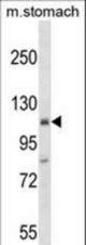 Mouse St18 Antibody western blot of mouse stomach tissue lysates (35 ug/lane). The Mouse St18 antibody detected the Mouse St18 protein (arrow).