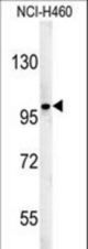 ST18 Antibody western blot of NCI-H460 cell line lysates (35 ug/lane). The ST18 antibody detected the ST18 protein (arrow).