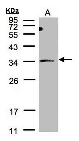 Sample (30 ug of whole cell lysate). A: HeLa S3. 12% SDS PAGE. ST3O / ST3GAL1 antibody diluted at 1:500