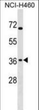 ST6GALNAC4 Antibody western blot of NCI-H460 cell line lysates (35 ug/lane). The ST6GALNAC4 antibody detected the ST6GALNAC4 protein (arrow).