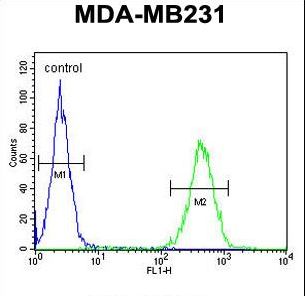 ST7 Antibody flow cytometry of MDA-MB231 cells (right histogram) compared to a negative control cell (left histogram). FITC-conjugated goat-anti-rabbit secondary antibodies were used for the analysis.