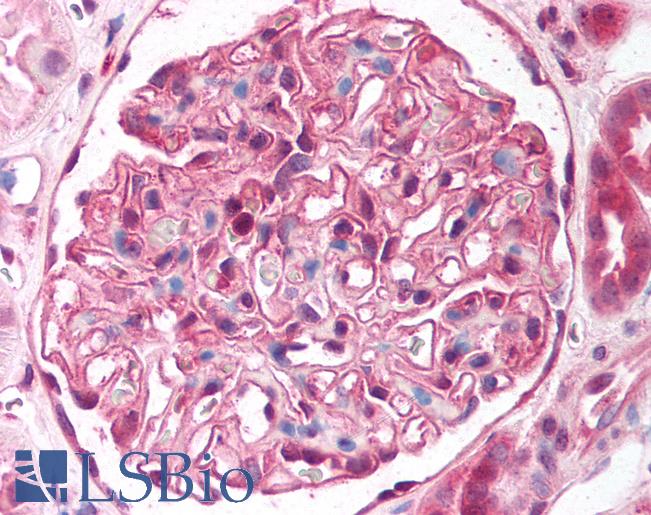 Anti-ST7 antibody IHC of human kidney. Immunohistochemistry of formalin-fixed, paraffin-embedded tissue after heat-induced antigen retrieval. Antibody LS-B906 concentration 5 ug/ml.