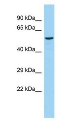 ST8SIA4 antibody Western Blot of Rat Testis.