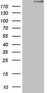 HEK293T cells were transfected with the pCMV6-ENTRY control (Left lane) or pCMV6-ENTRY STAB2 (Right lane) cDNA for 48 hrs and lysed. Equivalent amounts of cell lysates (5 ug per lane) were separated by SDS-PAGE and immunoblotted with anti-STAB2.