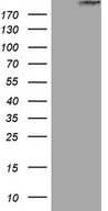 HEK293T cells were transfected with the pCMV6-ENTRY control (Left lane) or pCMV6-ENTRY STAB2 (Right lane) cDNA for 48 hrs and lysed. Equivalent amounts of cell lysates (5 ug per lane) were separated by SDS-PAGE and immunoblotted with anti-STAB2.