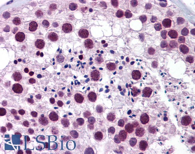 Anti-TRIM22 antibody IHC of human testis. Immunohistochemistry of formalin-fixed, paraffin-embedded tissue after heat-induced antigen retrieval. Antibody LS-B5884 concentration 5 ug/ml.