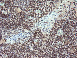 IHC of paraffin-embedded Human tonsil using anti-TRIM22 mouse monoclonal antibody. (Heat-induced epitope retrieval by 10mM citric buffer, pH6.0, 120°C for 3min).