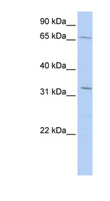 TRIM22 antibody LS-C101706 Western blot of Transfected 293T cell lysate.
