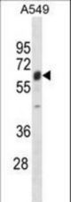 TRIM22 Antibody western blot of A549 cell line lysates (35 ug/lane). The TRIM22 antibody detected the TRIM22 protein (arrow).