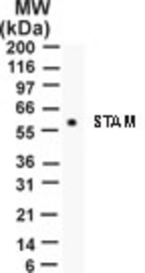 Western blot of STAM on 15 ug/lane HeLa cell lysate using antibody.
