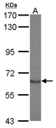 Sample (30 ug of whole cell lysate) A: Jurkat 7.5% SDS PAGE STAM2 antibody diluted at 1:1000