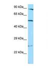 STAMBP antibody LS-C146345 Western blot of Jurkat Cell lysate. Antibody concentration 1 ug/ml.