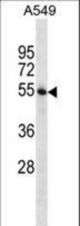 STAMBP Antibody western blot of A549 cell line lysates (35 ug/lane). The STAMBP antibody detected the STAMBP protein (arrow).