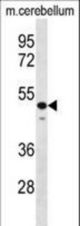 STAMBP Antibody western blot of mouse cerebellum tissue lysates (35 ug/lane). The STAMBP antibody detected the STAMBP protein (arrow).