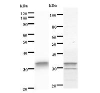 Left : Western blot analysis of immunized recombinant protein, using anti-STAMBPL1 monoclonal antibody. Right : CBB staining of immunized recombinant protein.